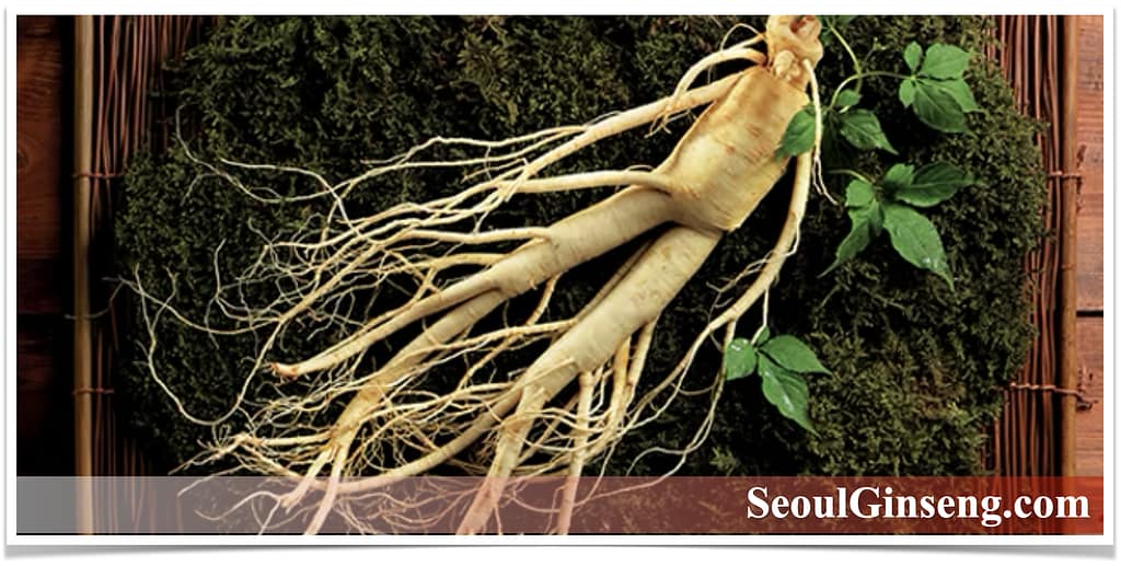 seoulginseng_learn-about-ginseng Learn About Korean Red Ginseng — History, Benefits, and Cultivation
