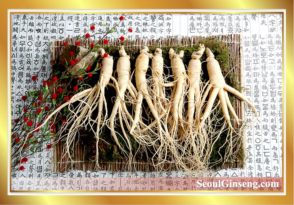 Premium Korean Ginseng roots for export worldwide from SeoulGinseng