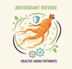 Korean ginseng root supporting healthy aging processes