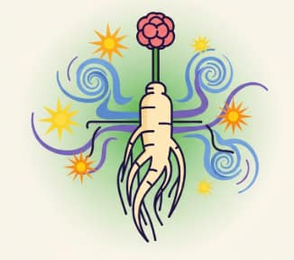 Ginseng roots illustrating anti-inflammatory and antioxidant health benefits