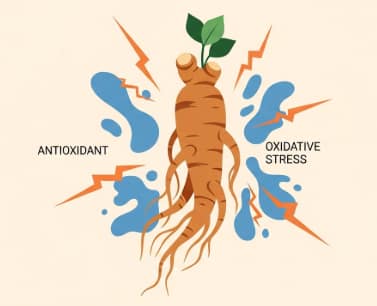 Korean ginseng root illustrating antioxidant support for cellular health