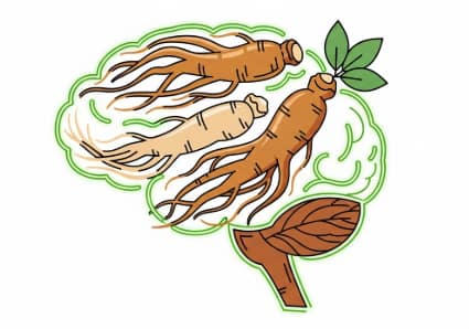 Korean ginseng root supporting clear thinking and focus