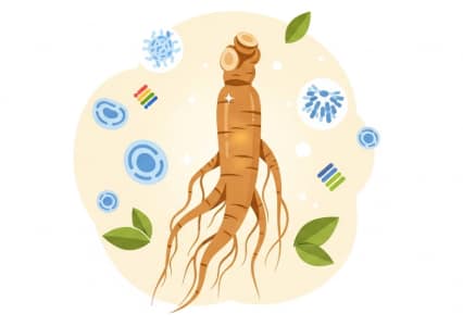 Korean ginseng supplement supporting immune system health