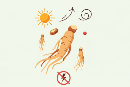 Korean ginseng root supporting natural energy and vitality