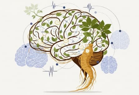 Korean ginseng root supporting healthy nervous system function
