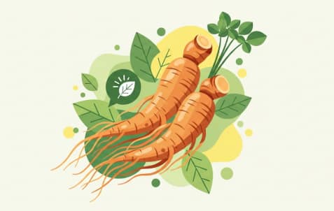 Korean ginseng root supporting daily energy balance