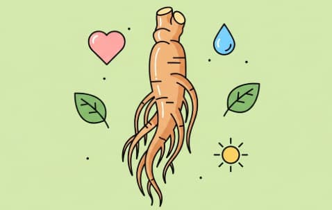 Korean ginseng for daily health and vitality support