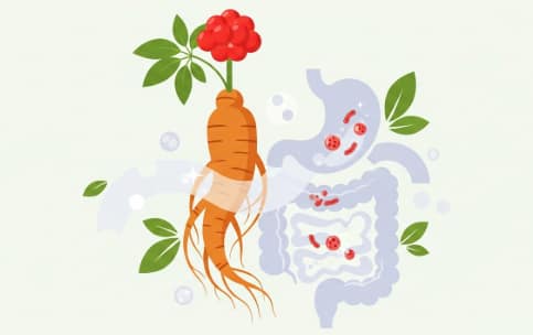 Korean ginseng root supporting healthy digestion and microbiome balance