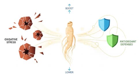 Ginseng roots and powder illustrating ginseng for reducing oxidative stress