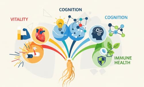 Ginseng to support healthy aging root on wooden table