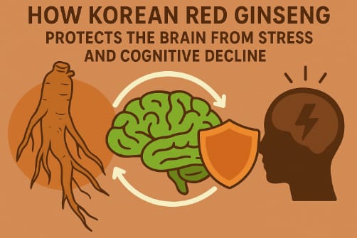Korean Red Ginseng root supporting brain health and memory naturally