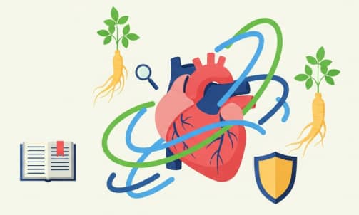 Korean ginseng cardiovascular health research benefits