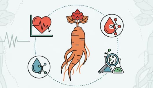 Korean ginseng supporting healthy cholesterol balance