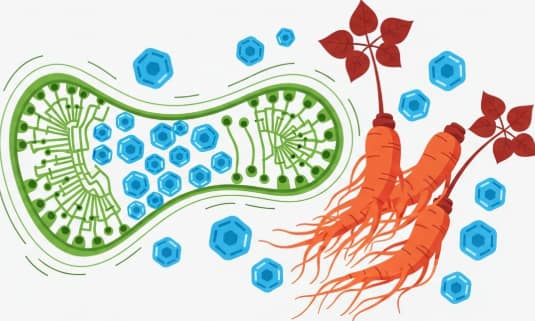 Korean Red Ginseng roots with insulin receptor and glucose cell uptake illustration