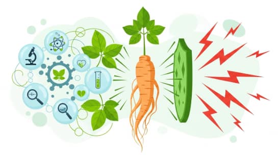 Ginseng as a natural antioxidantGinseng as a natural antioxidant