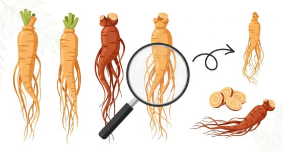 choosing the right ginseng with high-quality Korean ginseng roots