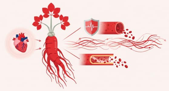 Korean Red Ginseng supporting heart health, blood flow, and cardiovascular function