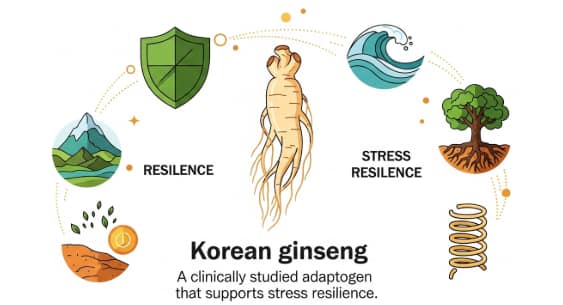 Korean ginseng as adaptogenic support for managing stress naturally