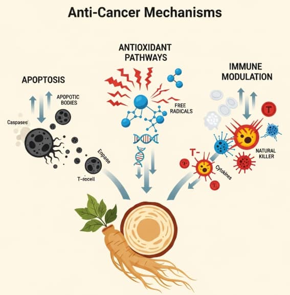 diagram of red ginseng anti-cancer mechanisms