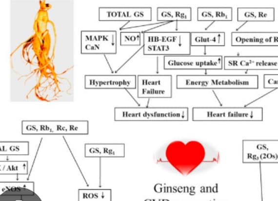 Jogger by a riverside at sunrise symbolizing cardiovascular health and vitality