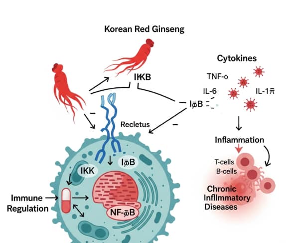diagram showing red ginseng immune modulation inflammation