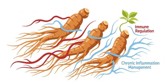 Korean ginseng supporting inflammatory balance in the body