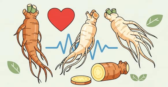 Korean ginseng for cardiovascular wellness and heart health support