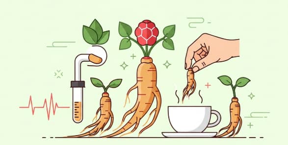 Korean ginseng root showing safe supplementation advantages for daily wellness