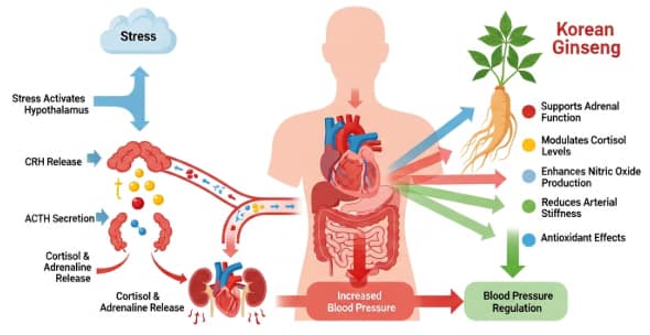 Relationship between stress and hypertension with Korean ginseng benefits