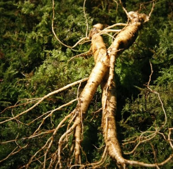 Freshly harvested wild ginseng roots with forest background