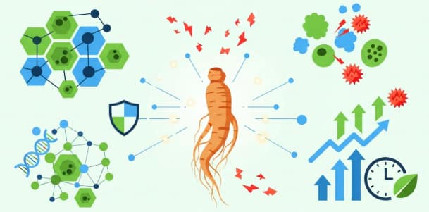 Ginseng for reducing oxidative stress