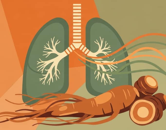 Korean Red Ginseng roots and lungs illustration representing natural respiratory and bronchitis relief