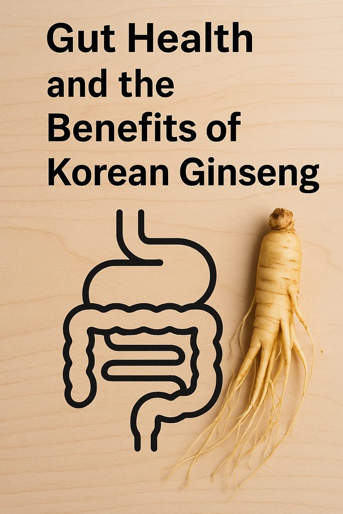 Korean Ginseng root with digestive system illustration promoting gut health