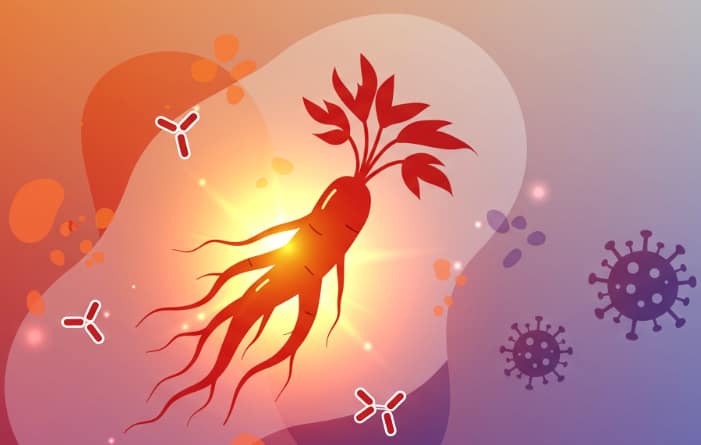 Korean Red Ginseng roots and tea promoting energy and endurance naturally