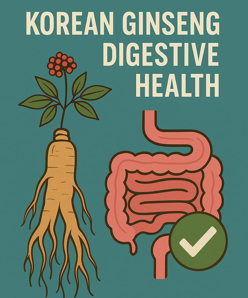 Korean ginseng root and intestine illustration for digestive wellness