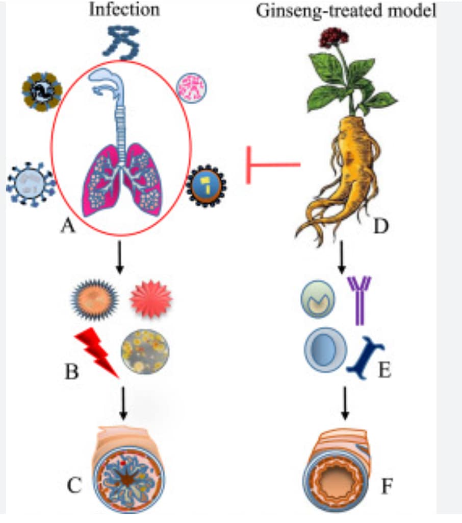 Senior couple walking in a park with ginseng tea in their bag