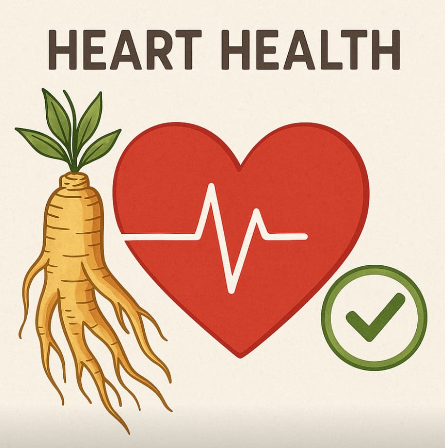 Korean ginseng root with heart illustration for cardiovascular health