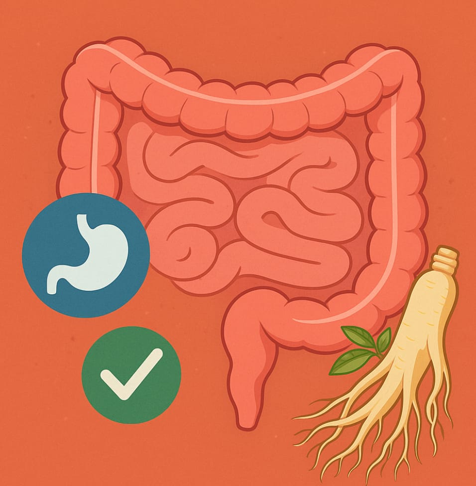 Korean ginseng root next to intestine illustration symbolizing gut health